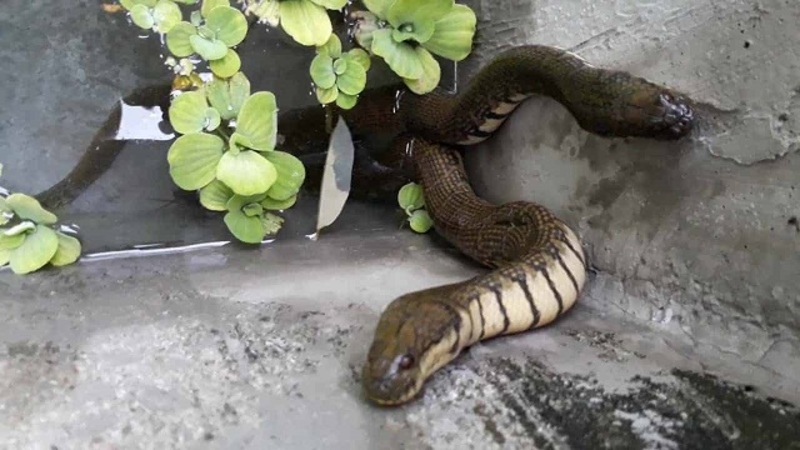các loài rắn không độc ở Việt Nam