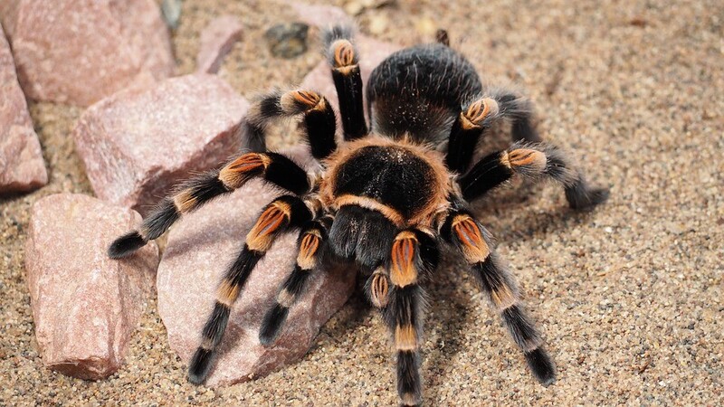 con nhện có mấy chân