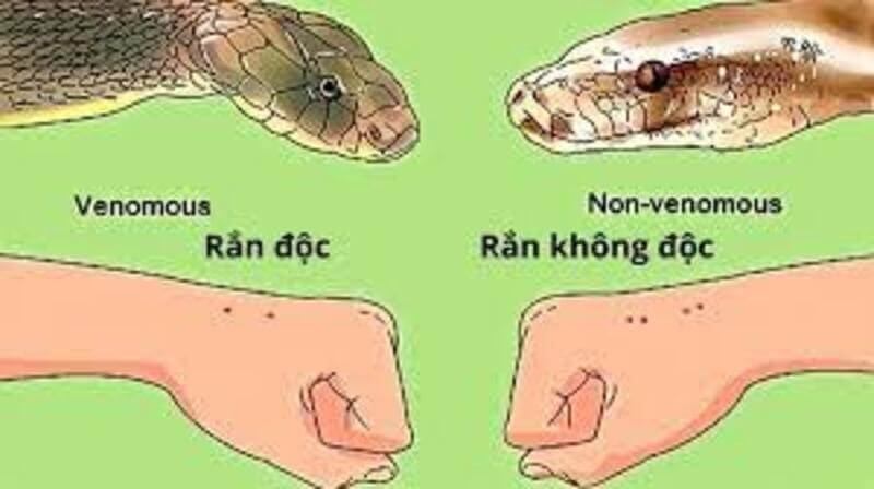 cách nhận biết nhà có rắn