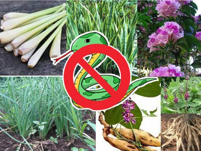 cách nhận biết nhà có rắn