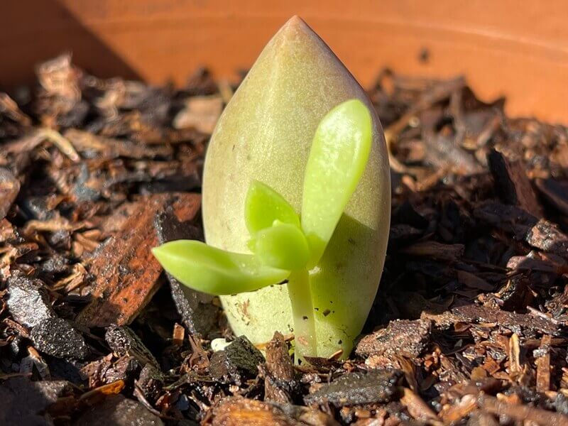 cách trồng sen đá bằng lá