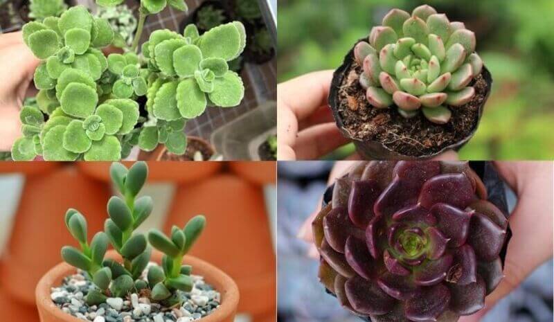 cách trồng sen đá bằng lá