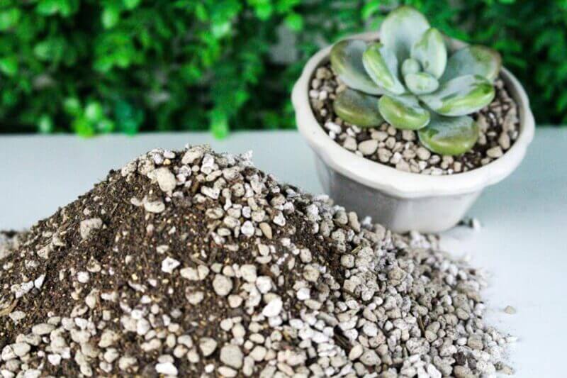 cách trồng sen đá bằng lá